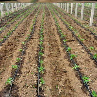 ˮ��һ�廯���ǻ۹�ȹ���